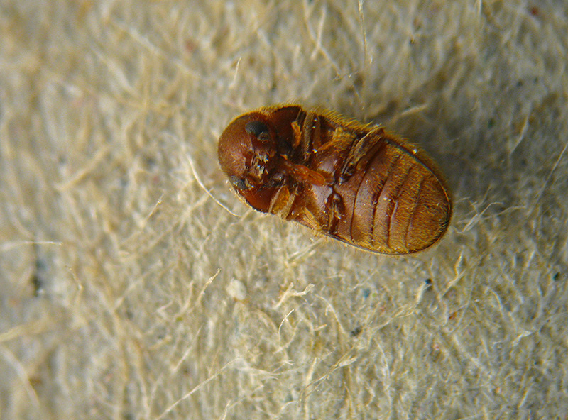Stegobium paniceum, Anobiidae